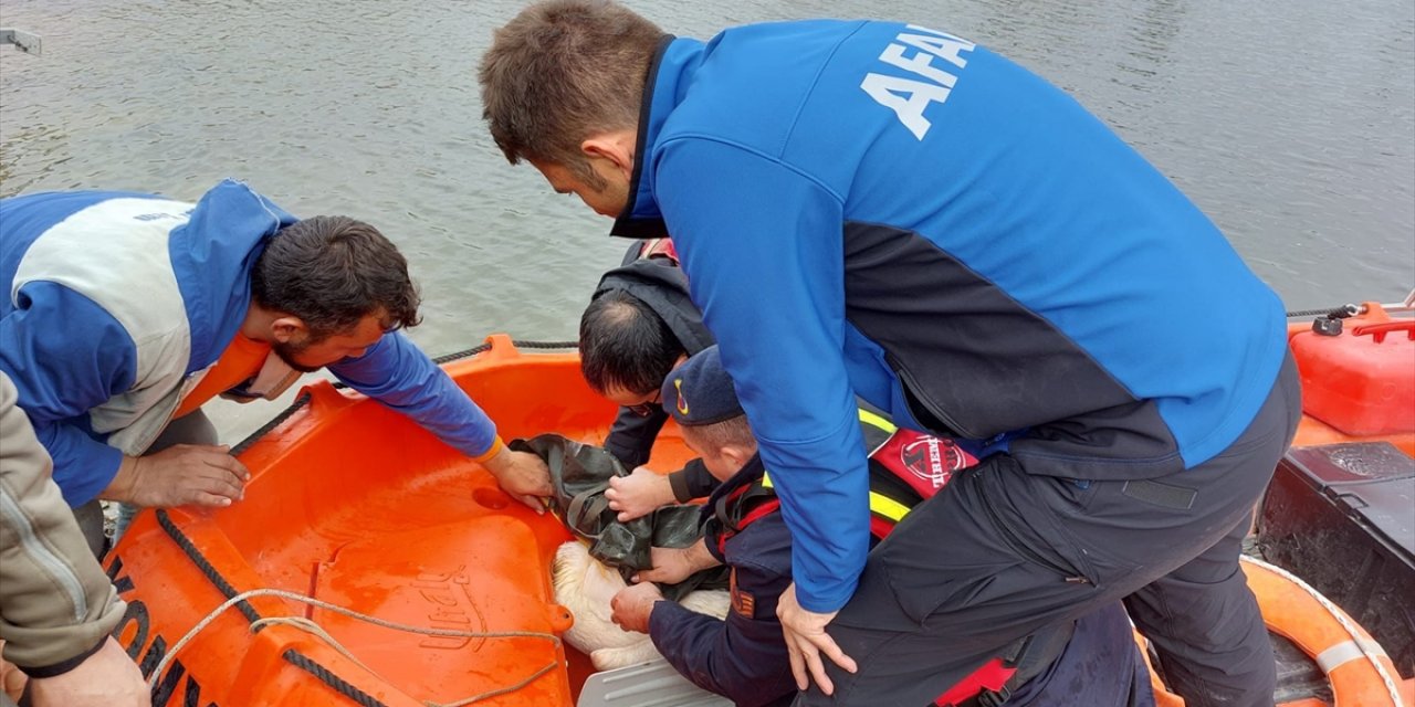 Konya'da sulama göletine düşen yaralı pelikanı, AFAD ekipleri kurtardı