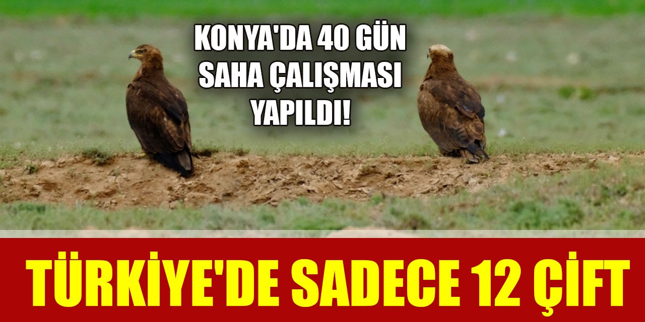 Konya'da 40 gün saha çalışması yapıldı! Türkiye'de sadece 12 çift