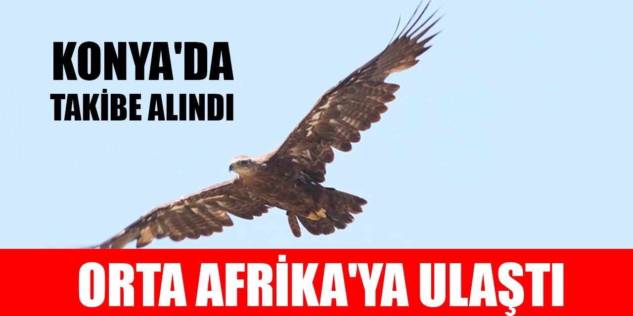 Konya'da takibe alınan bozkır kartalı 60 km hızla, bir haftada Orta Afrika'ya ulaştı