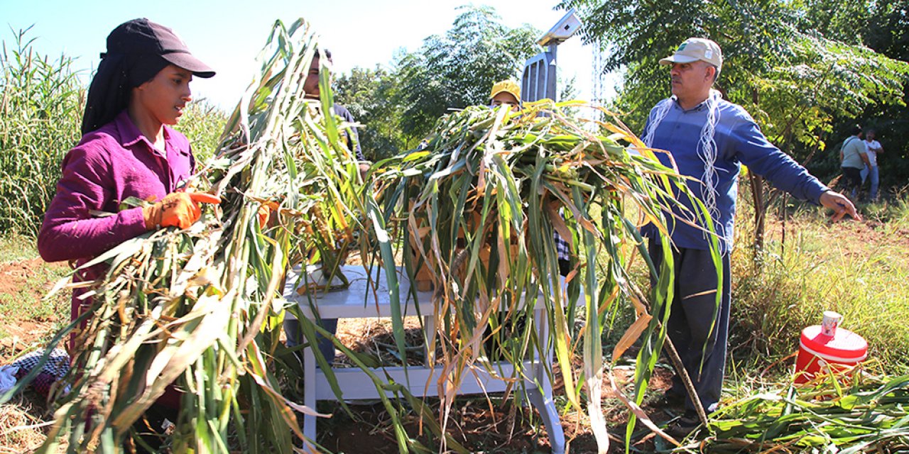 Kaba yem sıkıntısına çare olacak bitki ürettiler