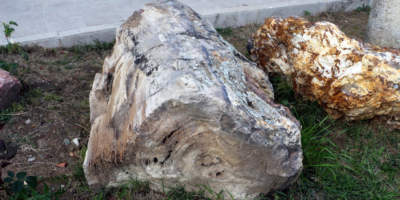 Türkiye'nin o ilinde 41,5 milyon yıllık ağaç fosilleri bulundu