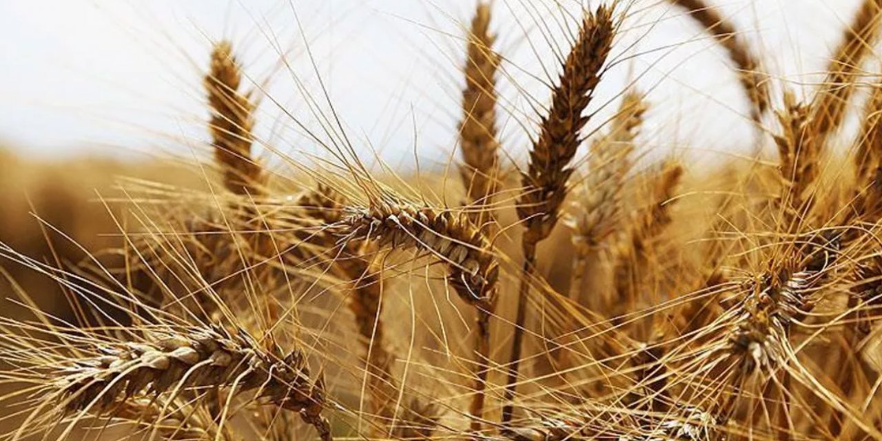 Rusya Karadeniz anlaşmasını askıya aldı: Buğday fiyatları yükselişe geçti