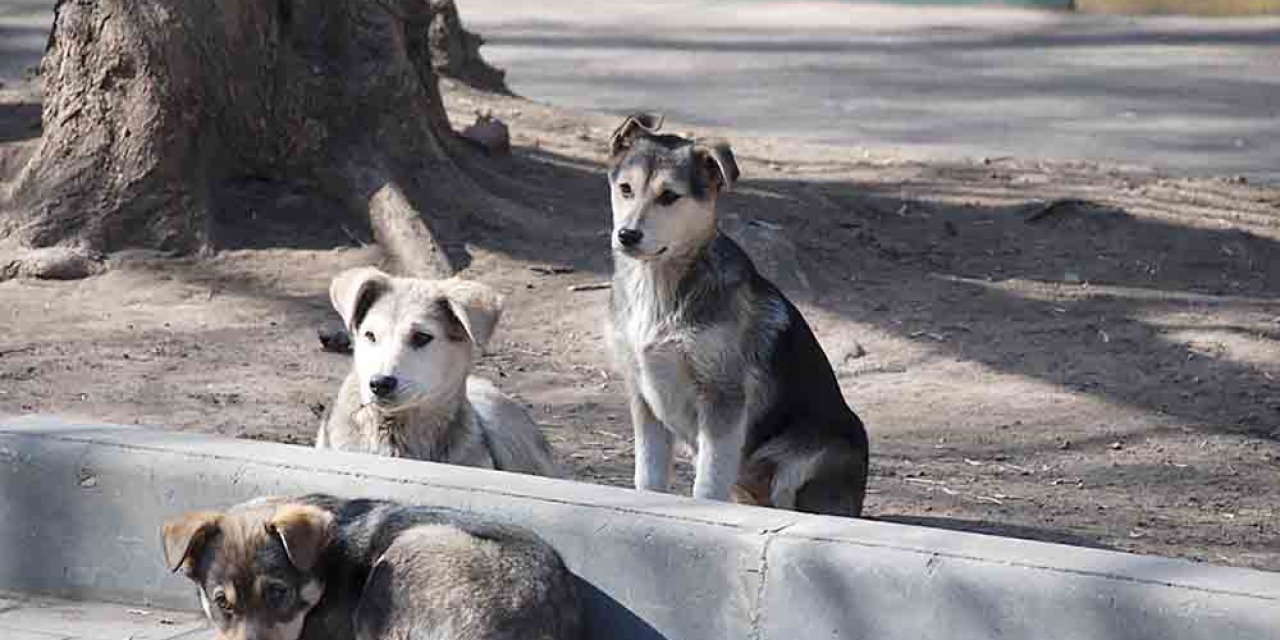 Meram Belediyesi'nden sokak hayvanlarıyla ilgili açıklama: “Amaçları sırf provokasyon”