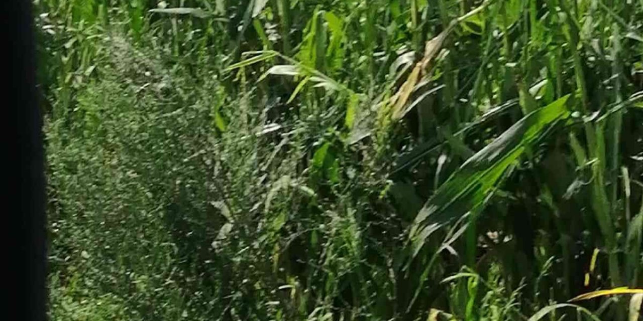 Zarar gören çiftçilere afet fonundan yardım