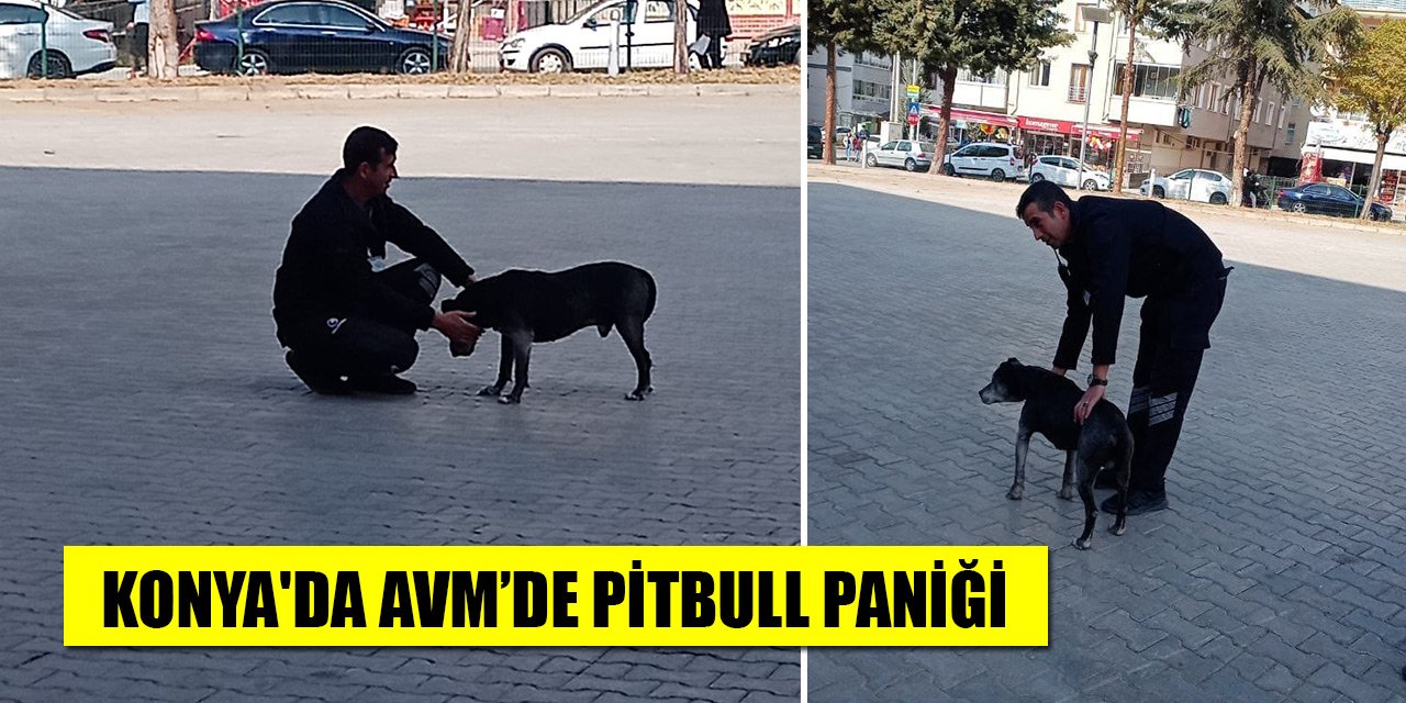 Konya'da AVM’de pitbull paniği
