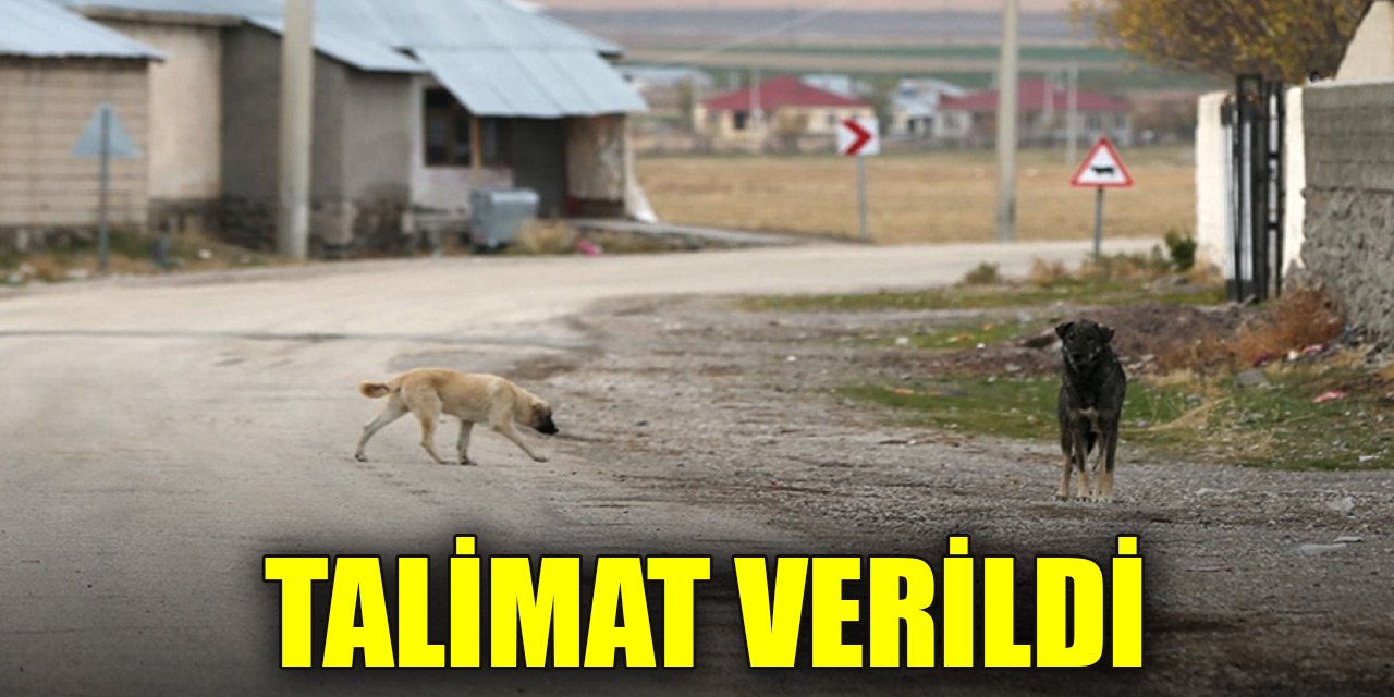 Erdoğan'dan sokak köpekleriyle ilgili açıklama: "2 bakanlığa talimat verdim"