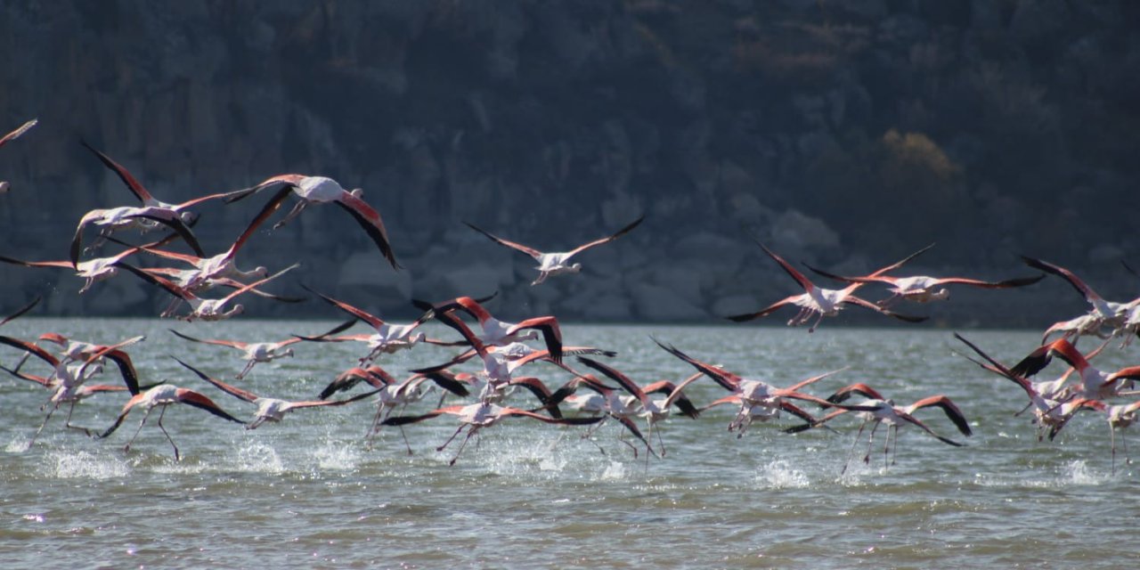 Tuz Gölü’nde sular azadı, flamingolar sulak alanlara kanat çırptı