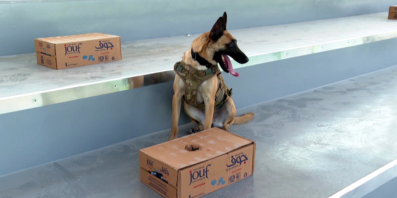 Turkish Armed Forces’ bomb-sniffing dogs on duty in the World Cup