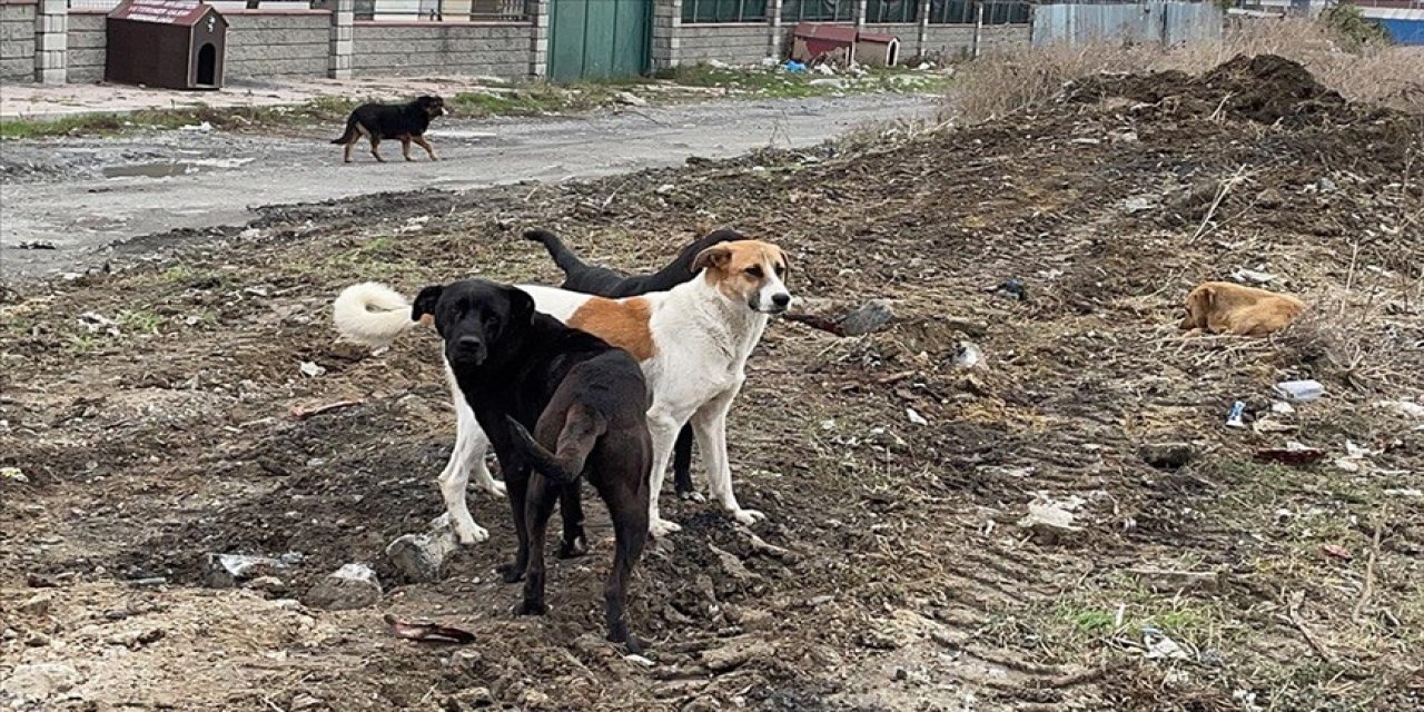 "Sahipsiz başıboş köpekler" yüzünden 27 kişi hayatını kaybetti