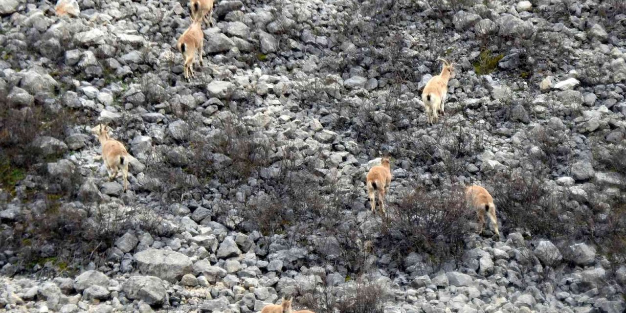 Dağ keçileri havadan böyle görüntülendi