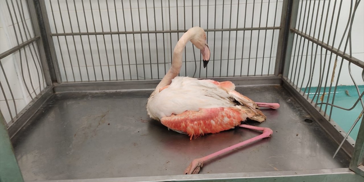Konya'da yaralı bulunan  flamingo tedaviye alındı