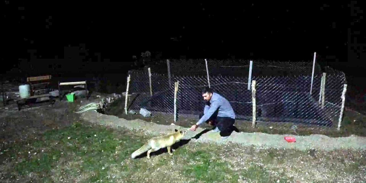 Konya'da okul müdürü tilkiyi eliyle besliyor