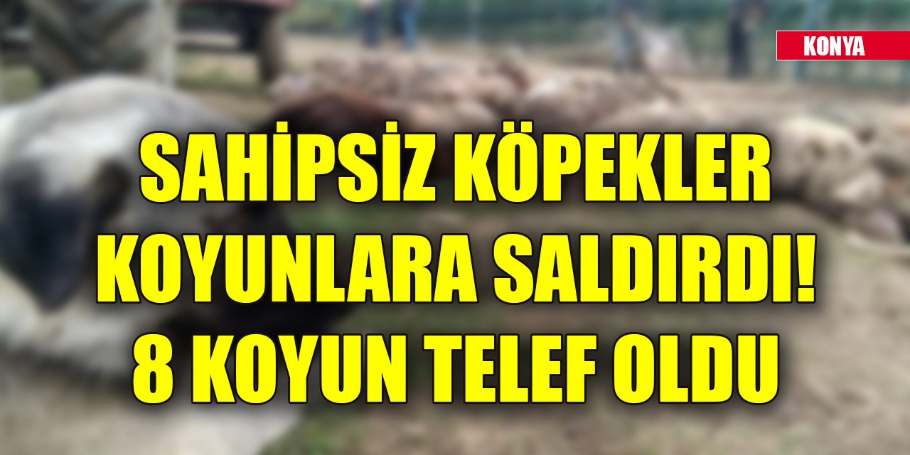 Konya'da sahipsiz köpekler koyunlara saldırdı! 8 koyun telef oldu