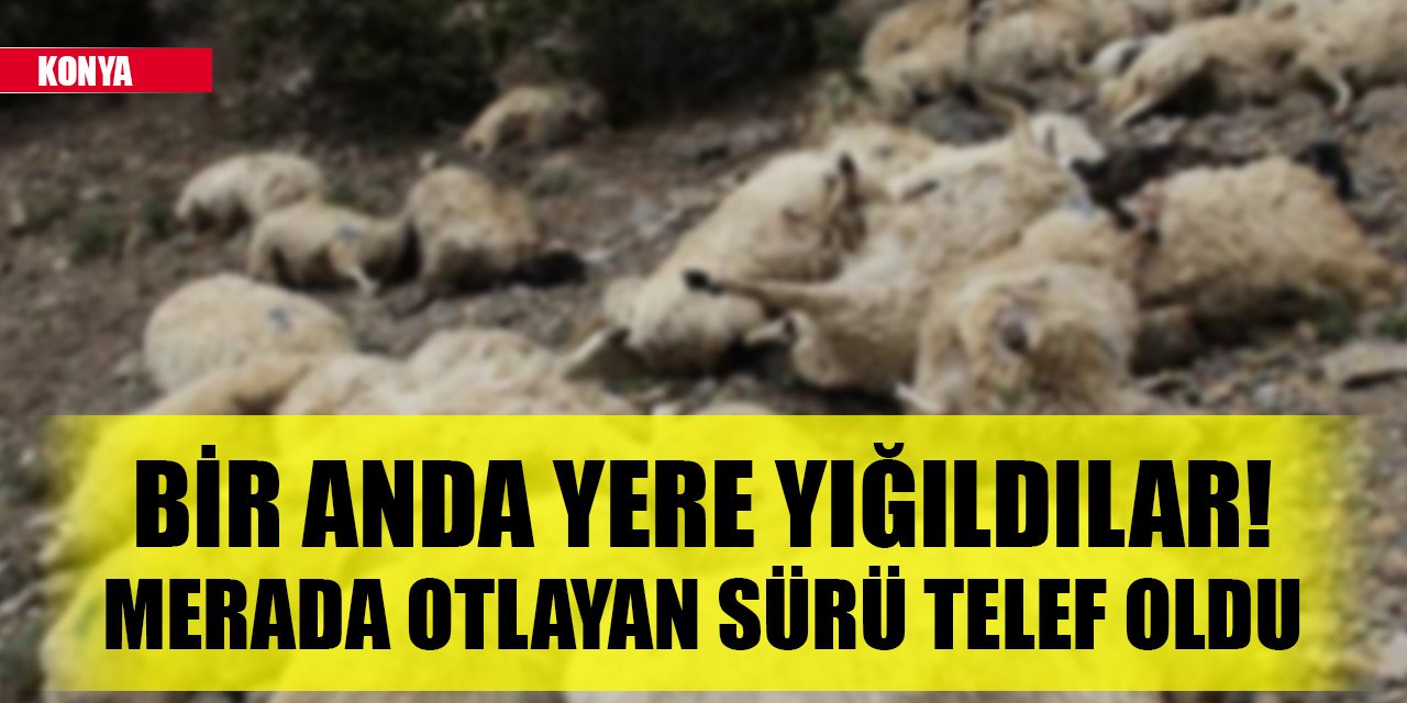 Bir anda yere yığıldılar! Konya'da merada otlayan koyun sürüsü telef oldu