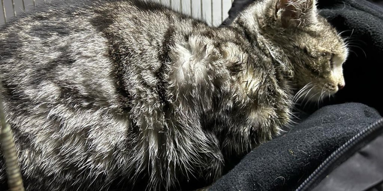 Konya'da hasta kedi belediye tarafından tedavi edildi