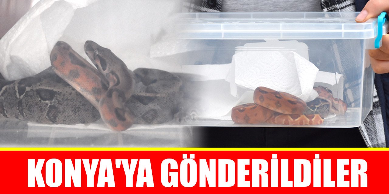 Durdurulan otomobilde bulunan 2 boa yılanı Konya'ya gönderildi