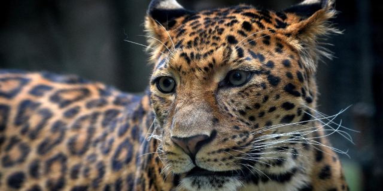 7 yaşındaki bir çocuk leopar tarafından öldürüldü