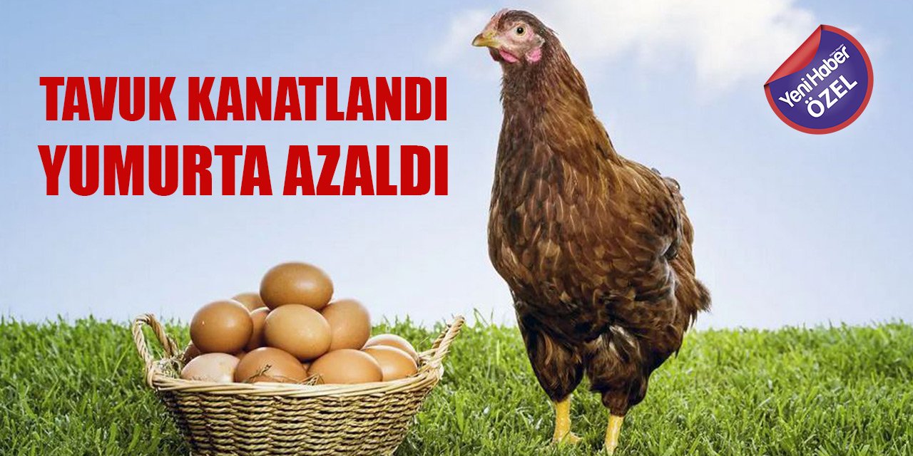 Tavuk kanatlandı, yumurta azaldı