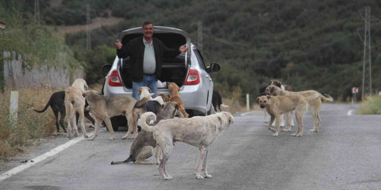 Konya'da emekli hayvansever kendisini sokak köpeklerine adadı