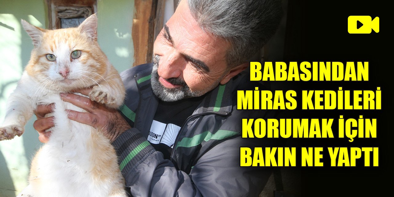 Konya'da babasından miras kedileri korumak için bakın ne yaptı