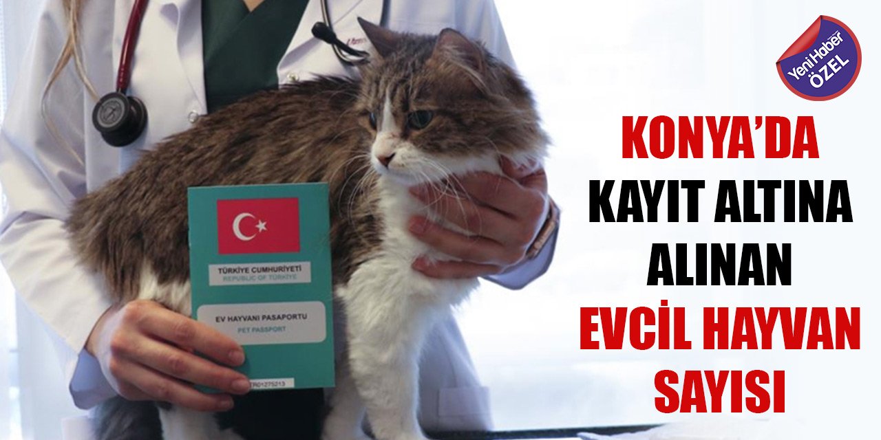 Konya’da kayıt altına alınan evcil hayvan sayısı! Terkedene ceza var!