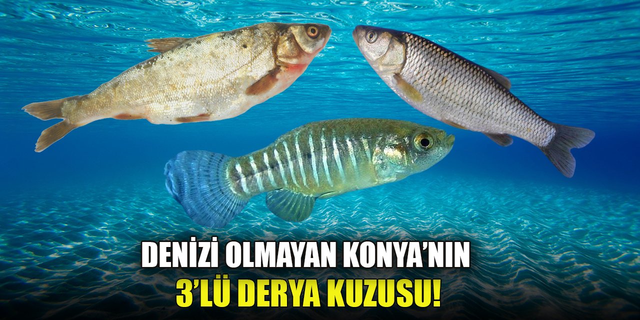 Bu balıklar sadece denizi olmayan Konya’da yaşıyor
