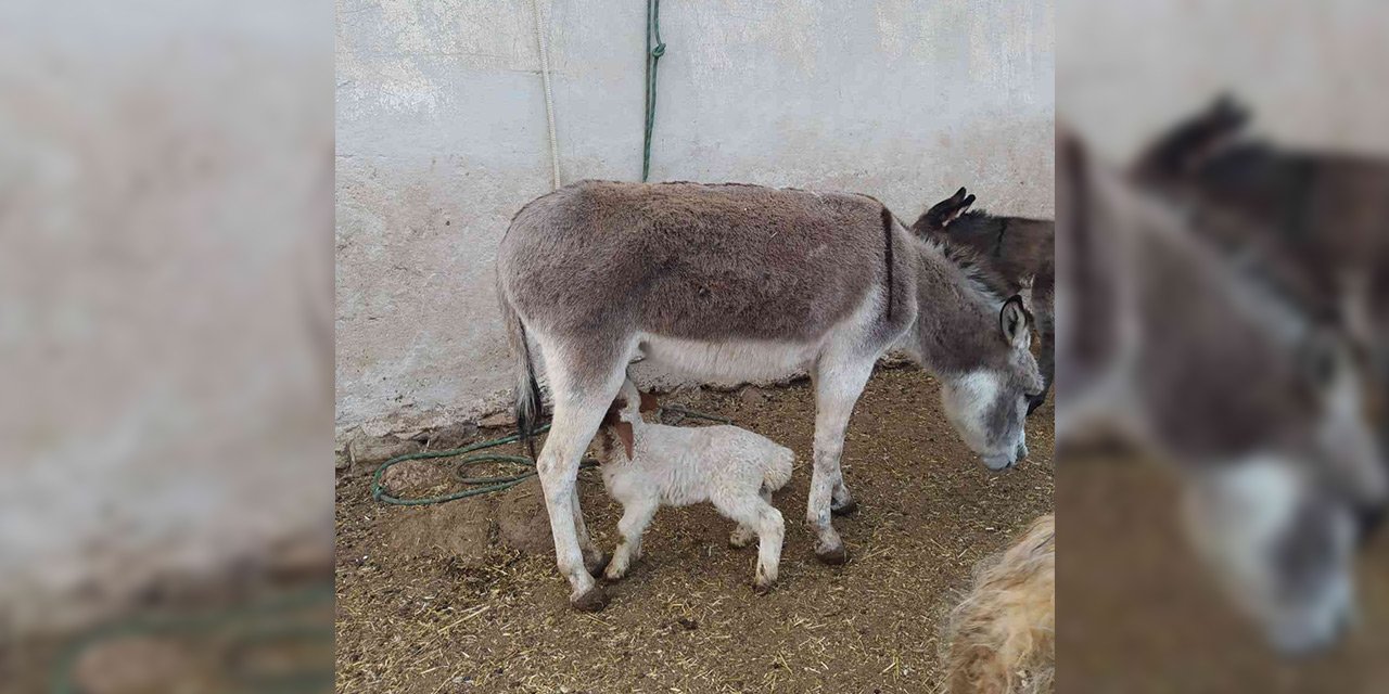 Eşek, kuzuyu emzirdi