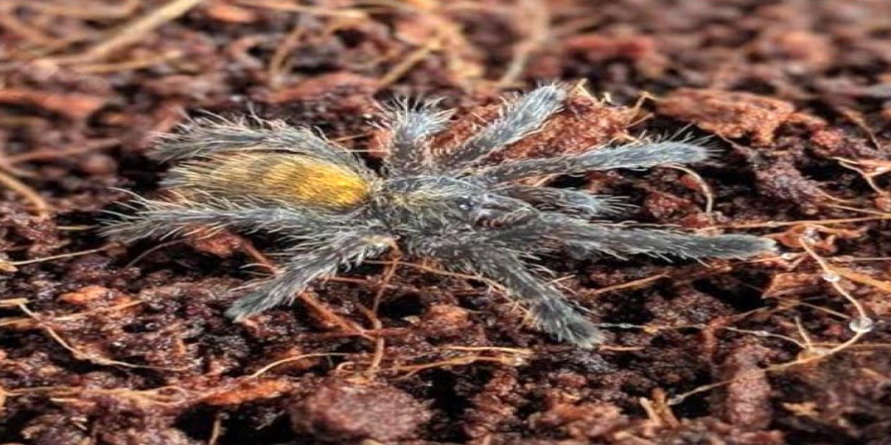 İnternetten tarantula satıyorlar;  26 bin 390 lira cezası var