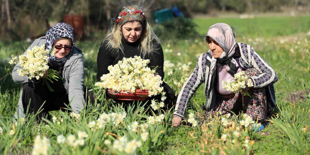 Nergis hasadı yüzleri güldürdü