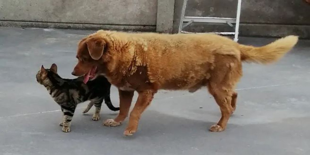 Bobi, gelmiş geçmiş en yaşlı köpek olarak Guinness Dünya Rekorunu kırdı