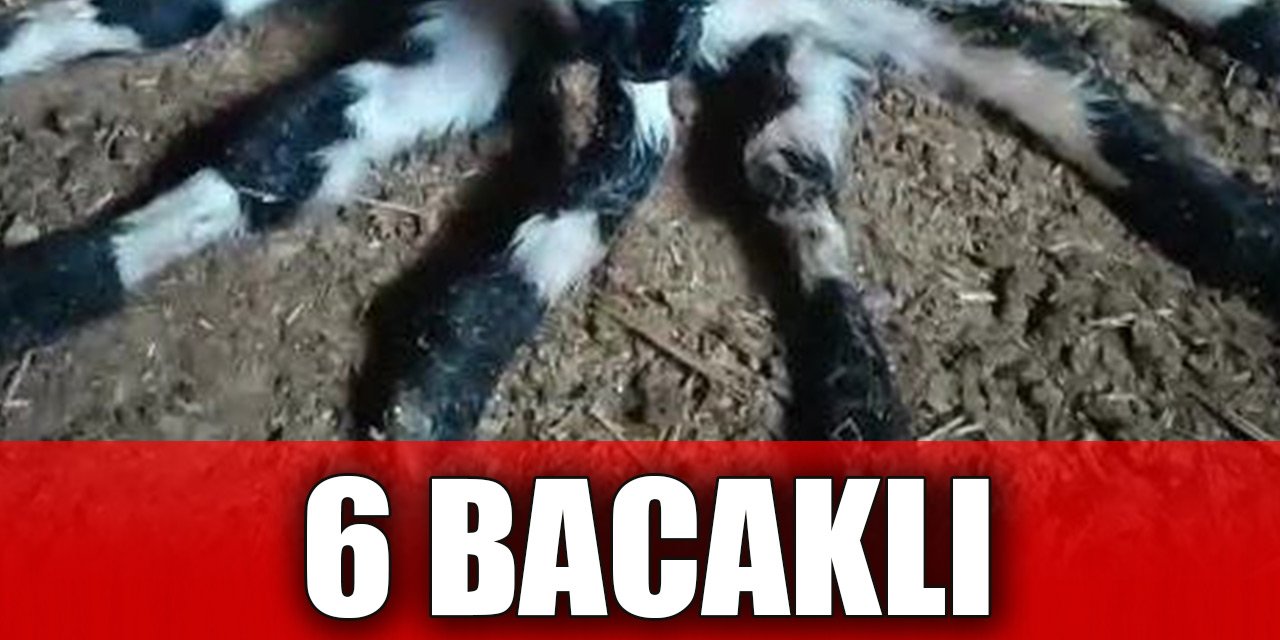 Görenler şaşkın! 6 bacaklı