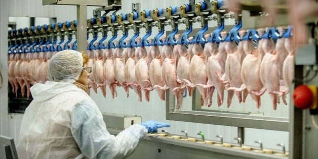 Türkiye'de tavuk eti üretiminde artış