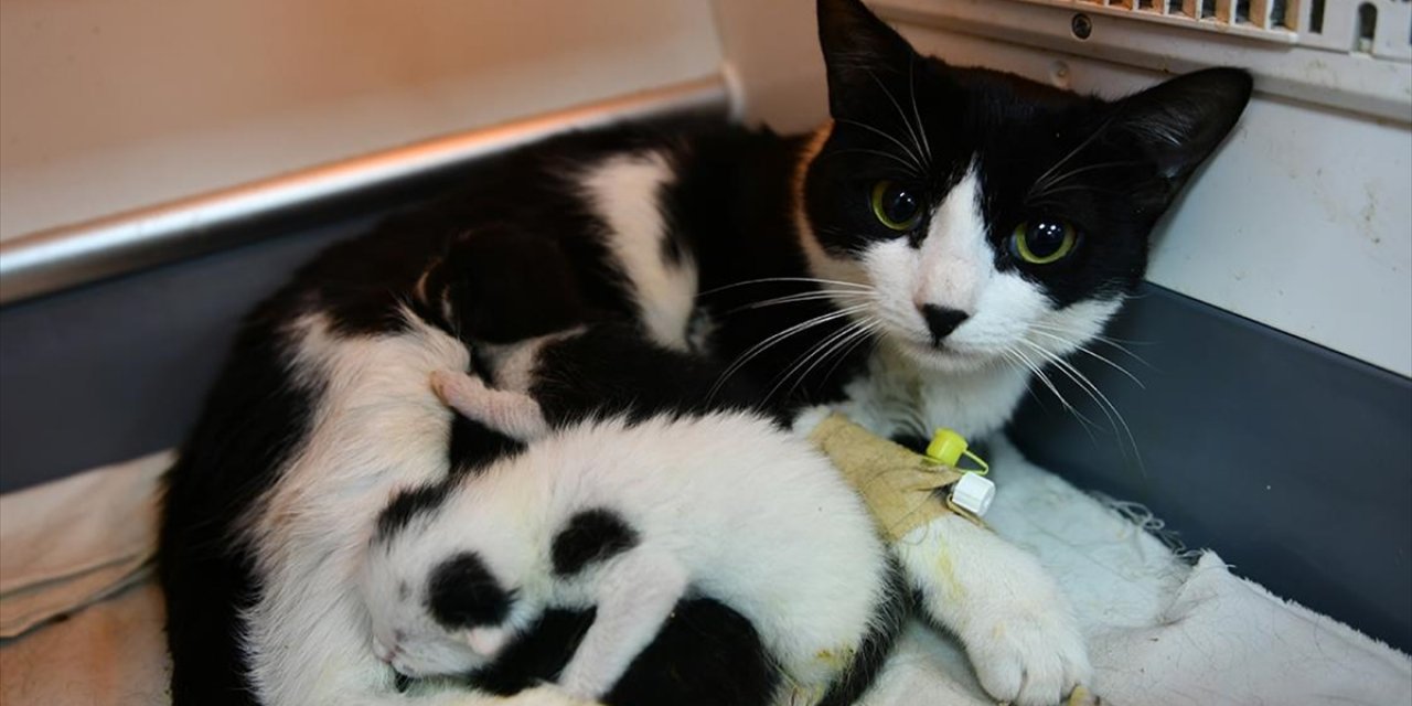 Enkazda doğum yaparken kurtarılan kediden haber var!