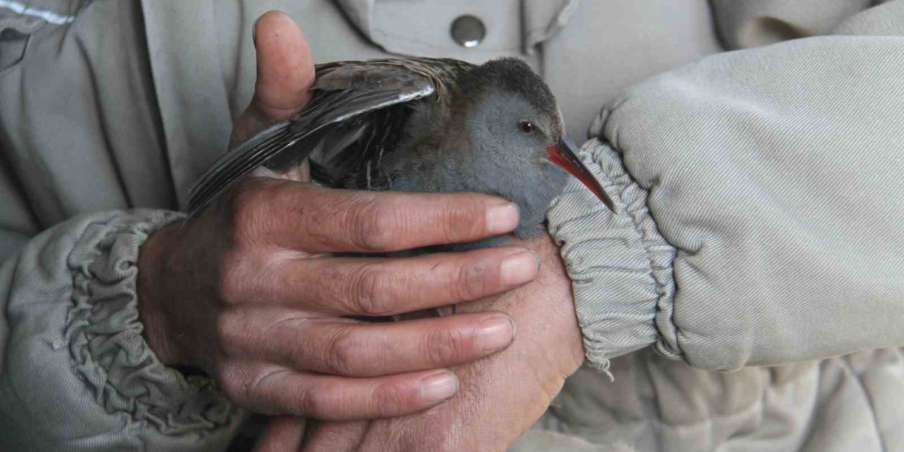 Konya'da limanda hareketsiz bulunan çulluk kuşuna balıkçılar sahip çıktı