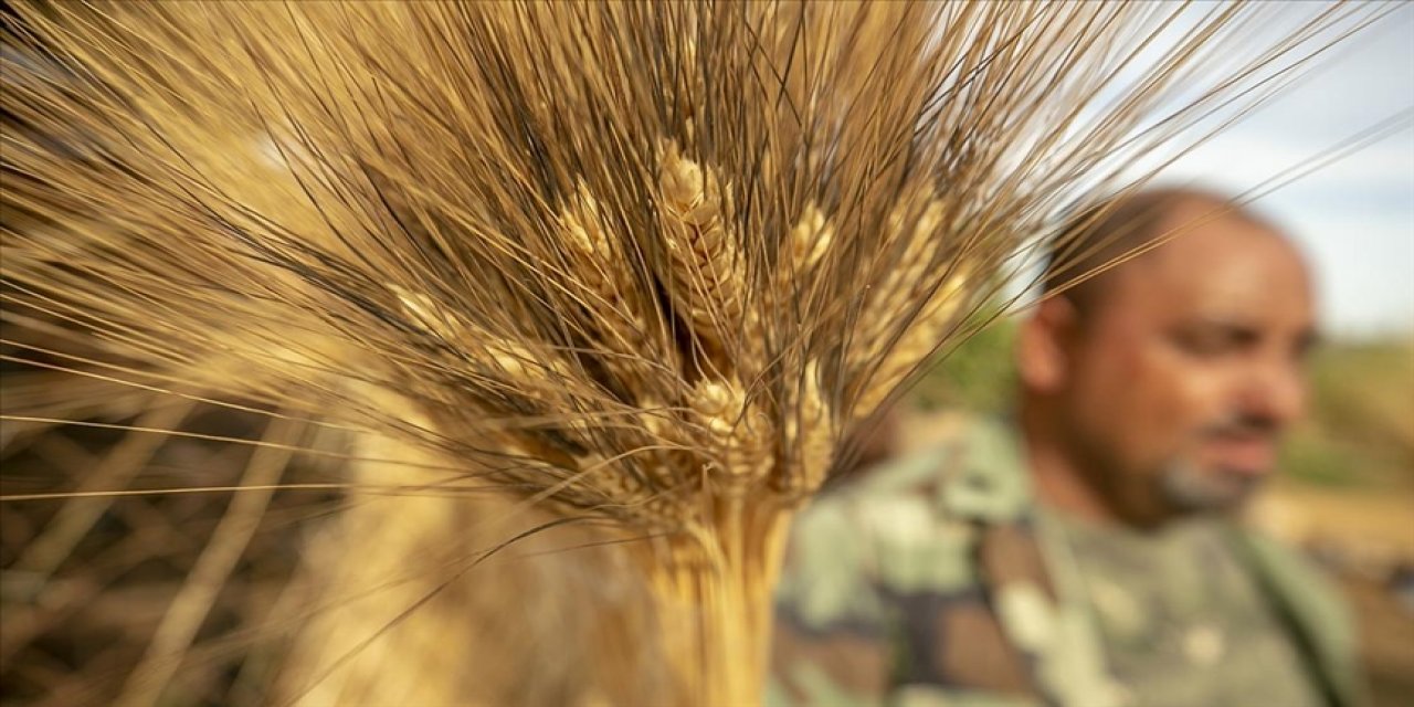 Buğday üretiminde kuraklık riskine karşı 'dijitalleşme' vurgusu