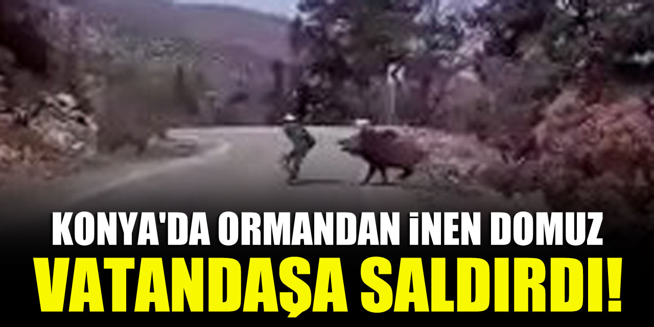 Konya'da ormandan inen domuz vatandaşa saldırdı!