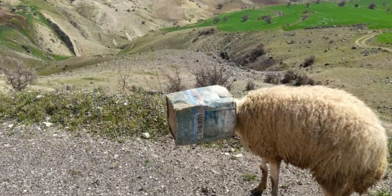 Kafası tenekeye sıkıştı