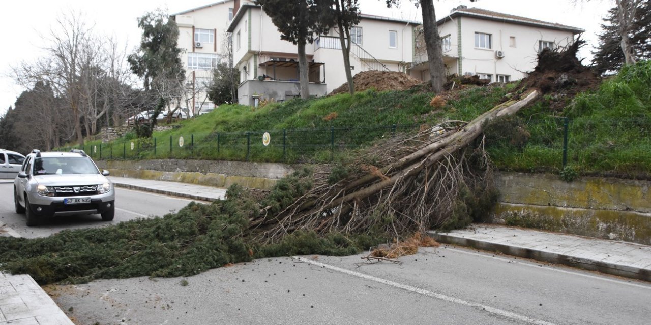 Fırtına ağaç yıktı