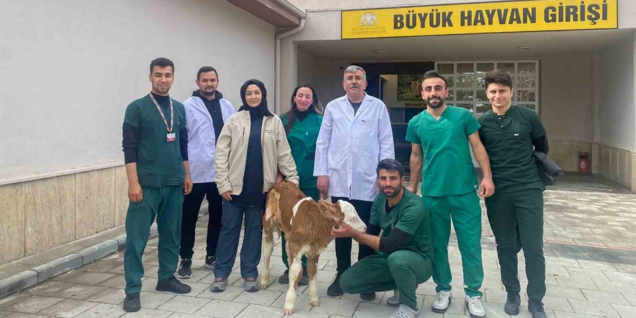 Konya'da sindirim sistemi problemi yaşayan buzağı sağlığına kavuştu