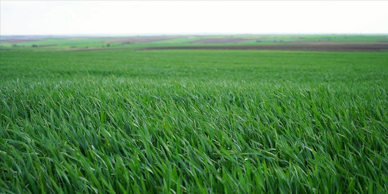 Trakya'da son yağışlar gelişim kaybı yaşayan buğdaya ilaç oldu