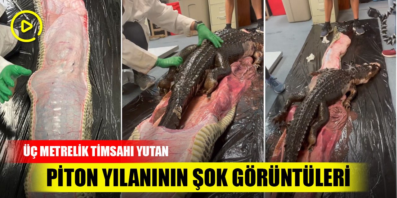 Üç metrelik timsahı yutan piton yılanının şok görüntüleri! Tıkla izle