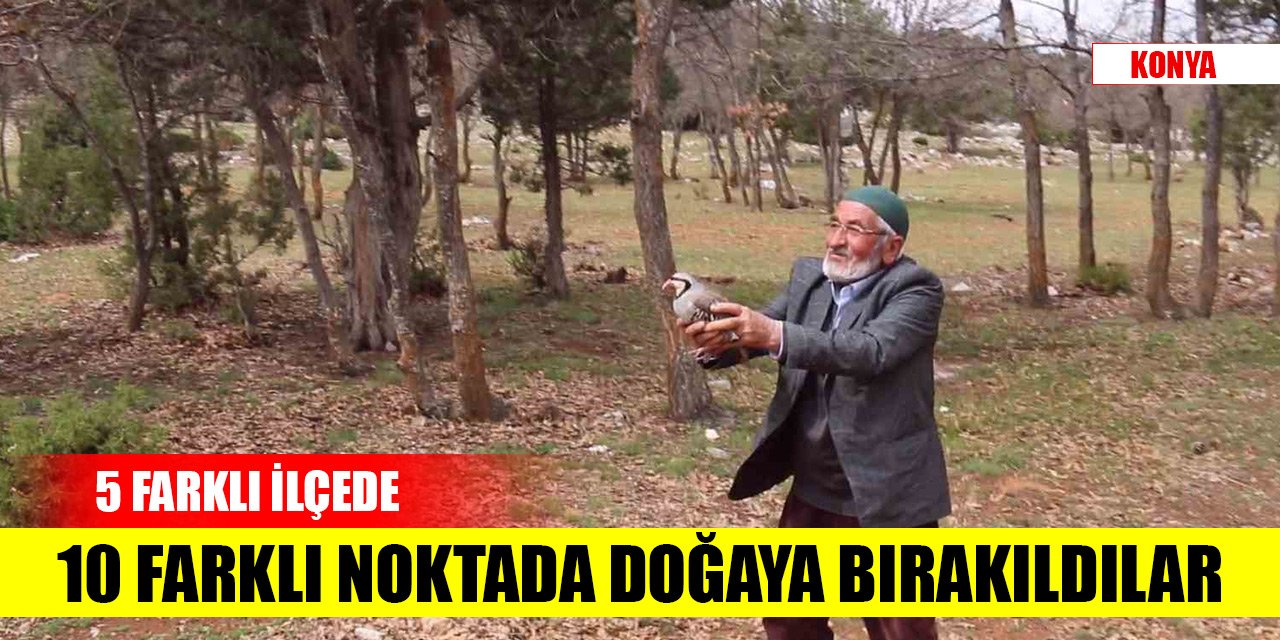 Konya'nın 5 ilçesinde 10 farklı noktada doğaya bırakıldılar