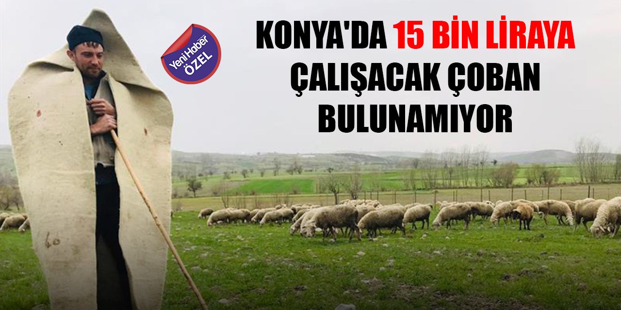 Konya'da 15 bin liraya çalışacak çoban bulunamıyor