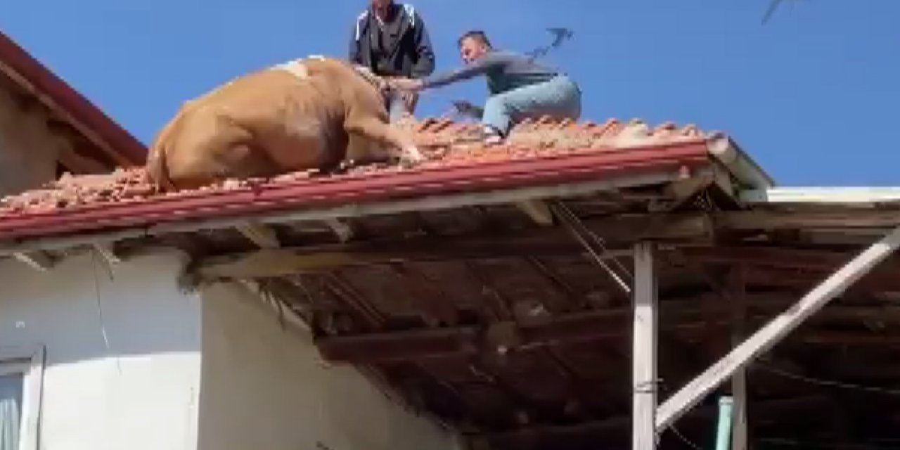 Çatıya çıkan inek imece usulü kurtarıldı