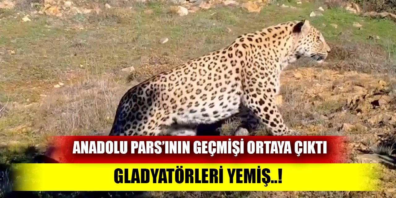 Anadolu Parsı'nın geçmişi ortaya çıktı; Gladyatörleri yemiş..!