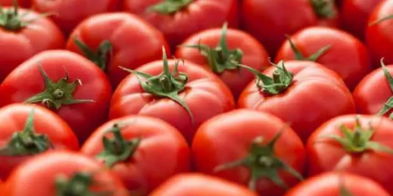 Rusya'dan domates kararı: Kota arttı