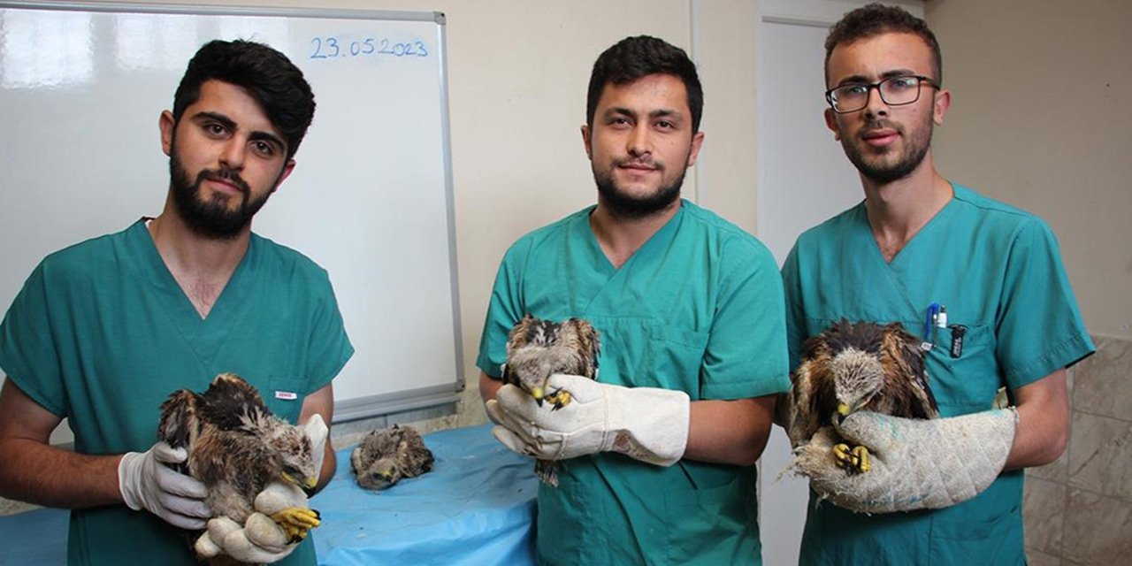 Annesiz kalan 4 kartal yavrusuna Karatay Hayvanat Bahçesi sahip çıktı