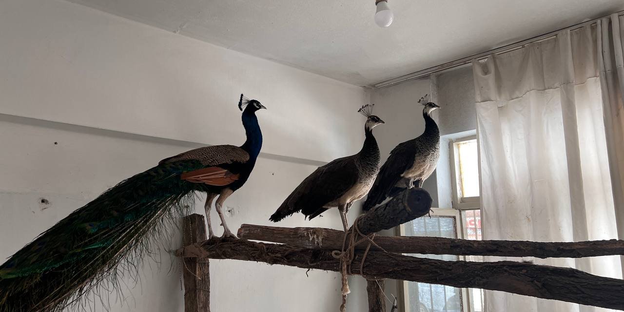Evinde 3 Hint tavus kuşu bulundu; 5 bin 252 TL ceza uygulandı