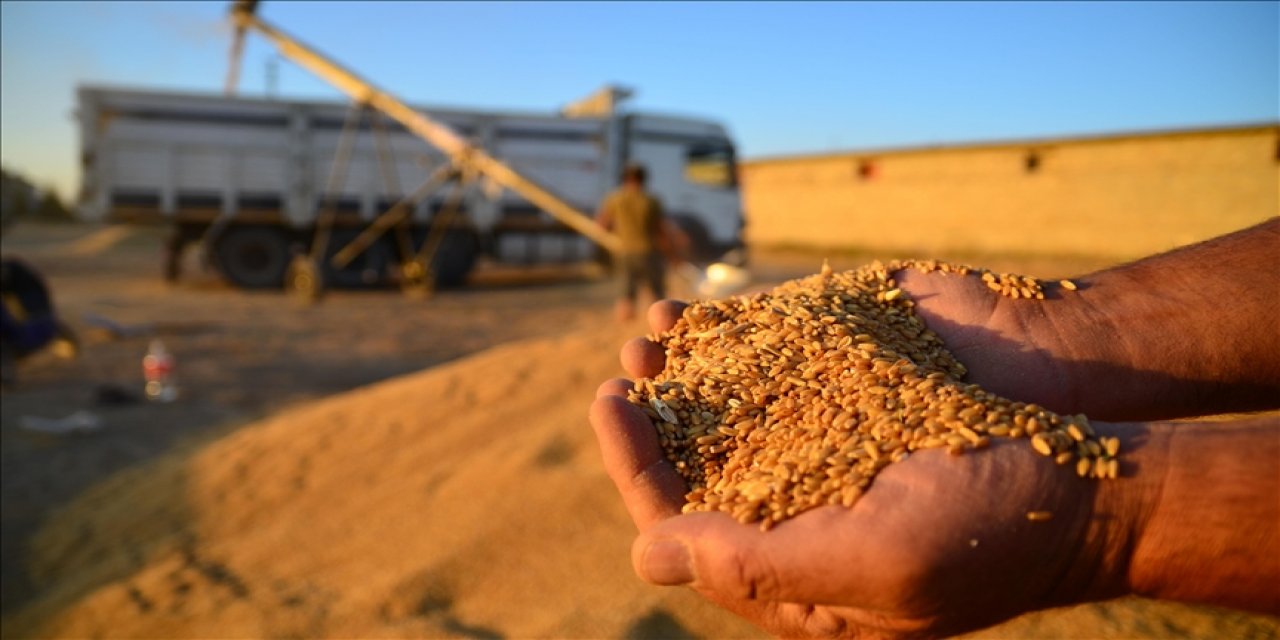 Buğday ve arpa alım fiyatları Konyalı üreticiyi memnun etti