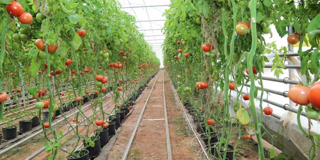 Tarımda “jeotermal" devri